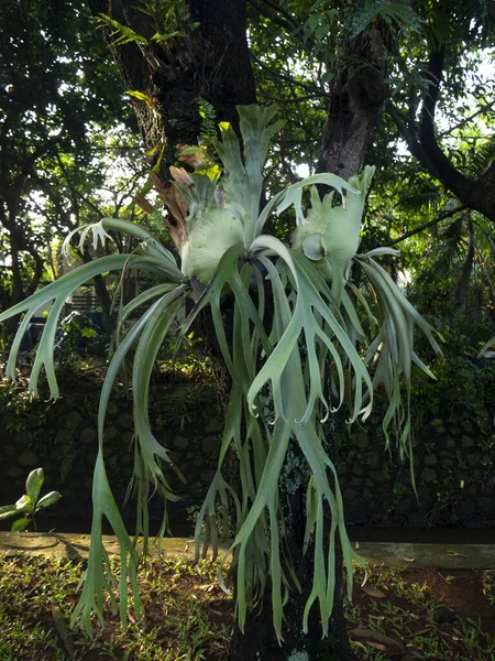 Platycerium Bifurcatum Cultivada Como Uma Planta Ornamental Para Jardim Climas — Fotografia de Stock