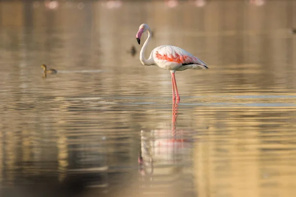 Ein Einsamer Flamingo Auf Einem Seichten Fluss — Stockfoto