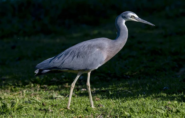 Vit Häger Ardea Novaehollandiae Gräsbevuxen Rand Vid Waimanu Lagoon Waikanae — Stockfoto