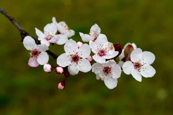 Zbliżenie Strzał Kwitnącej Gałęzi Drzewa Białymi Kwiatami — Zdjęcie stockowe