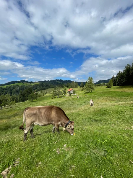 Pionowe Ujęcie Krowy Żywiącej Się Zielonym Polu Pod Pochmurnym Niebem — Zdjęcie stockowe