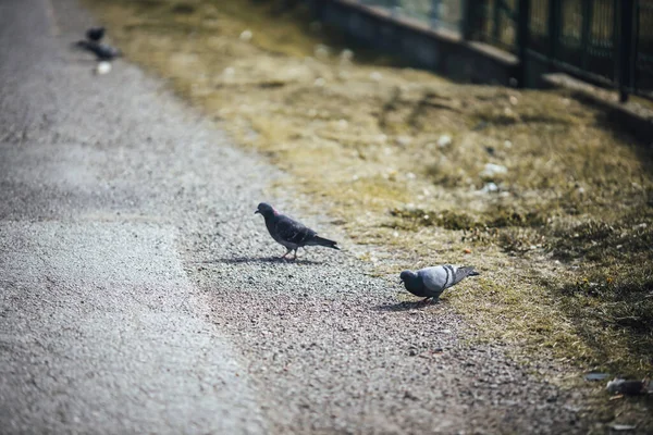 Une Prise Vue Sélective Pigeons Debout Sur Sol — Photo