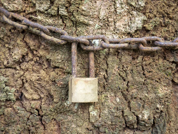 Rezavé Řetězy Klíče Přivázané Kmenům Stromů Rezavý Řetěz Visací Zámek — Stock fotografie
