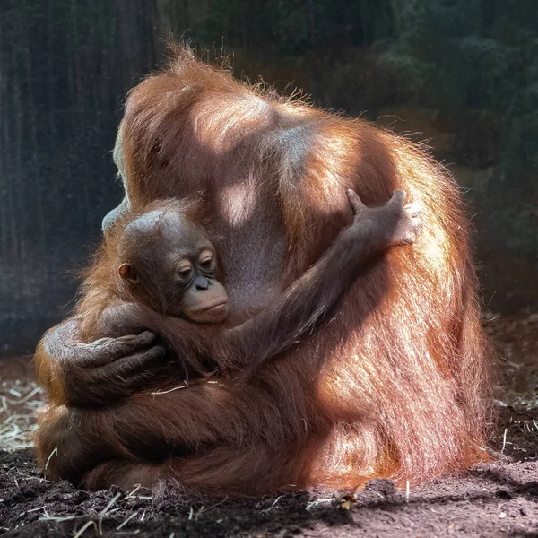 Orangutangemamma Med Sin Lilla Apa — Stockfoto