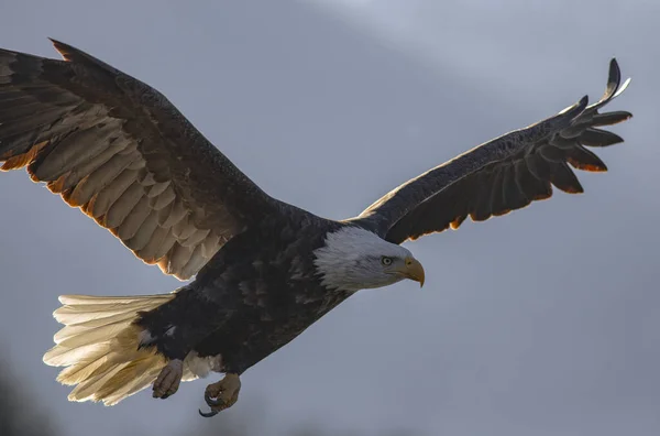 A closeup shot of Eagle landing