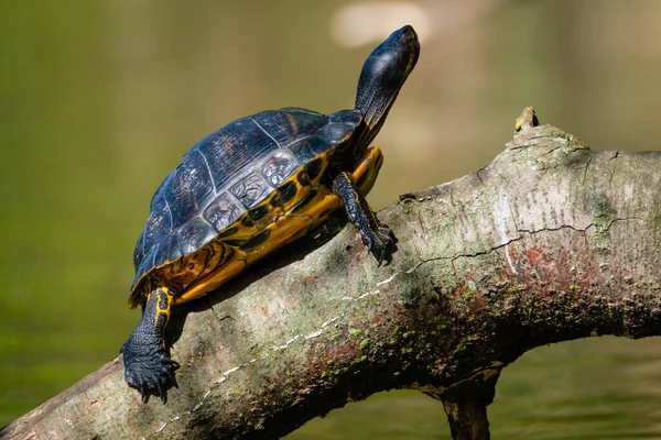 一只黄腹滑翔机龟在一个模糊背景的公园里的特写镜头 — 图库照片