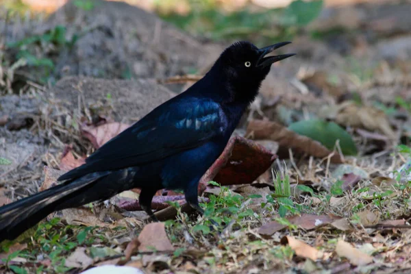 Primer Plano Grackle Macho Cola Grande Grackle Mexicano Quiscalus Mexicanus —  Fotos de Stock