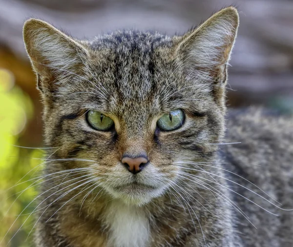 Zbliżenie Dorosłego Scottish Wildcat Rzadki Gatunek Podupadający — Zdjęcie stockowe