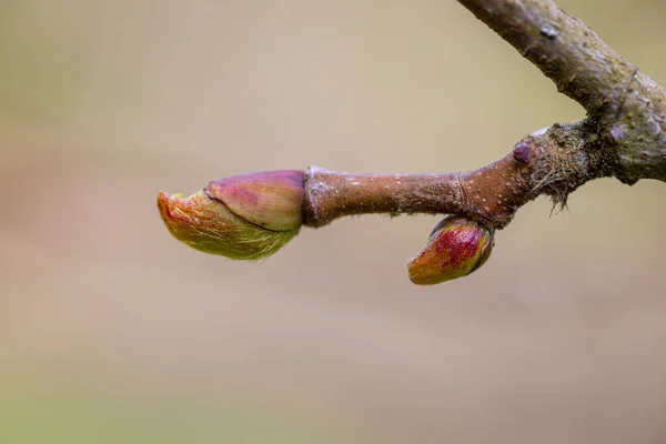 Gros Plan Bourgeon Floral Dans Parc — Photo