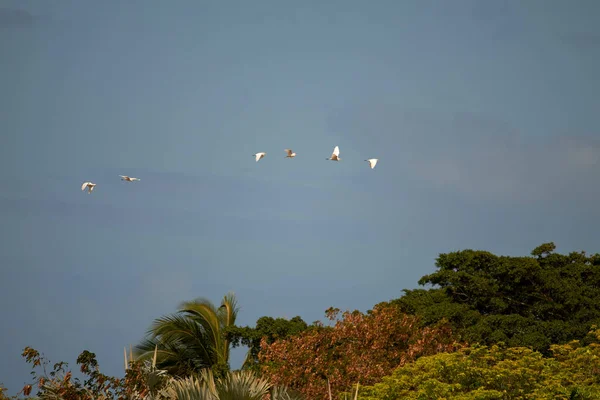 Низкоугольный Снимок Стаи Птиц Летящих Над Деревьями — стоковое фото