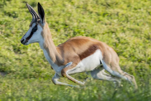 羚羊在绿地上自由奔跑的叉角羚 的特写 — 图库照片