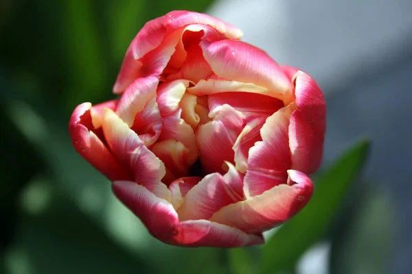 Close Flor Vermelha Florescendo Com Verde Natural Desfocado Fundo — Fotografia de Stock