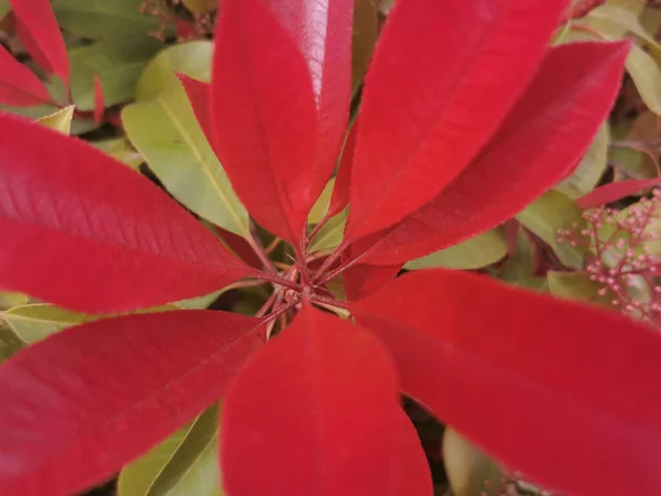 Górny Widok Długich Czerwonych Liści Rosnących Przeciwko Zielonym Roślinom — Zdjęcie stockowe