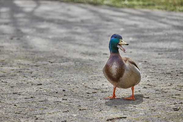 Tiro Seletivo Foco Pato Que Anda Chão Imagem De Stock