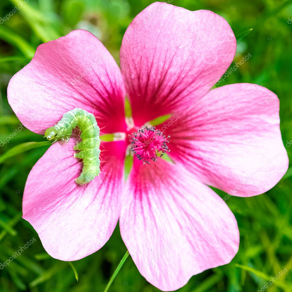 A green caterpillar eating a pink flower, colorful insect in the garden