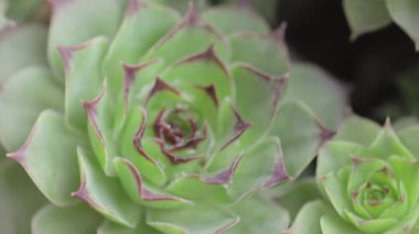Sempervivum lezzetlerinin yakın plan çekimi.