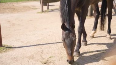 Güneşli bir günde Hollanda, Drenthe 'de yerde gölgesi olan bir çiftlikte otlayan kahverengi safkan bir atın yakın çekimi.