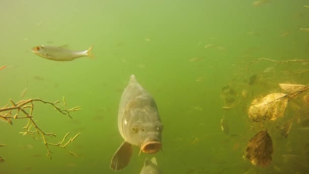 Podwodne Ujęcie Karpia Europejskiego Cyprinus Carpio Zielonym Jeziorze Fauna Niemieckim — Wideo stockowe
