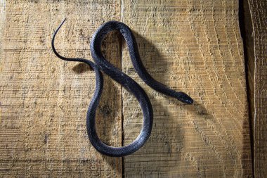 Tahta bir malzeme üzerinde Geophis yılanının en üst görüntüsü.