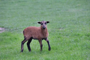 Çimenlerde yürüyen bir Kamerun koyununun yakın çekimi.