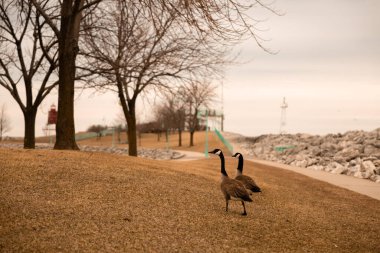 Kurumuş bir çimenlikte ağaçların yanında iki kazın çıplak dallarıyla yürüdüğü manzaralı bir manzara.