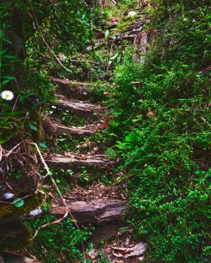 Portekiz, Arouca 'da güzel bir ormanda merdivenlerin dikey çekimi.