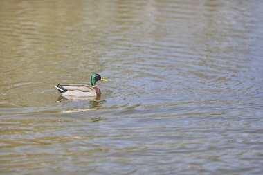 Parlak gün ışığında gölün sakin sularında yüzen erkek bir ördeğin (Mallard ördeği) güzel bir görüntüsü.