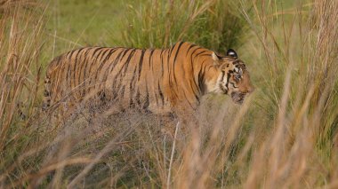 Bir kaplanın tarlada, buğday tarlasında yürüdüğü yakın plan bir fotoğraf.