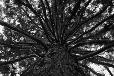 Birçok dalı olan bir çam ağacının gri tonlu alt görüntüsü..