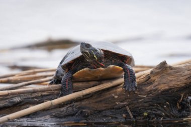 Bulanık arkaplanda bir gölet kaydıracının yakın plan çekimi.
