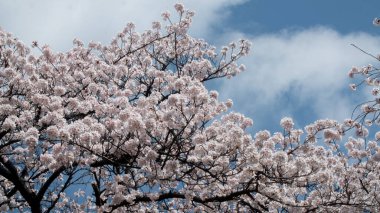 Japonya, Kanagawa 'da çiçek açan bir sakura ağacı.