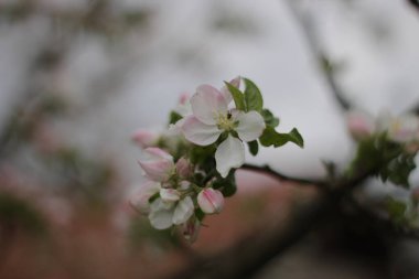 Ağaçtaki beyaz ve pembe çiçeklerin seçici odak noktası.