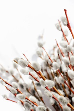 Kabarık söğüt dalları beyaz arka planda izole, dikey