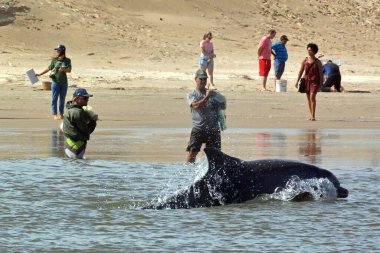 Tramandai, Rio Grande do Sul, Brezilya - 27 Ocak 2017: Balıkçılar ve yunuslar arasındaki kooperatif balıkçılık Tramandai Nehri ağzında gerçekleşir