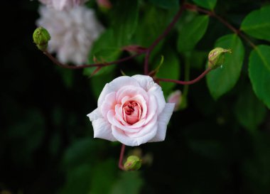 Gün boyunca bahçede parlak pembe bir gülün yakın plan çekimi.