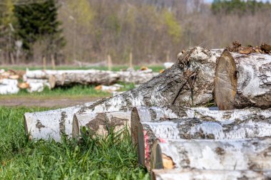 Çimlerin üzerinde yakacak odun yığını