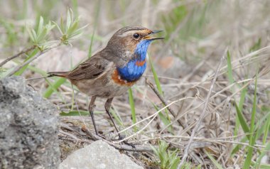 Bir dal üzerinde tünemiş sevimli bir Bluethroat şarkı söylüyor