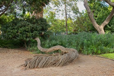 Yılan gövdeli bir ağaç Los Angeles, Kaliforniya 'daki La Brea Katran Çukurları' nda neredeyse dümdüz büyüyor.