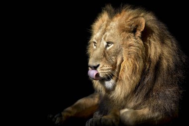 Siyah bir arka planda aslan kafasının yan görüntüsü.