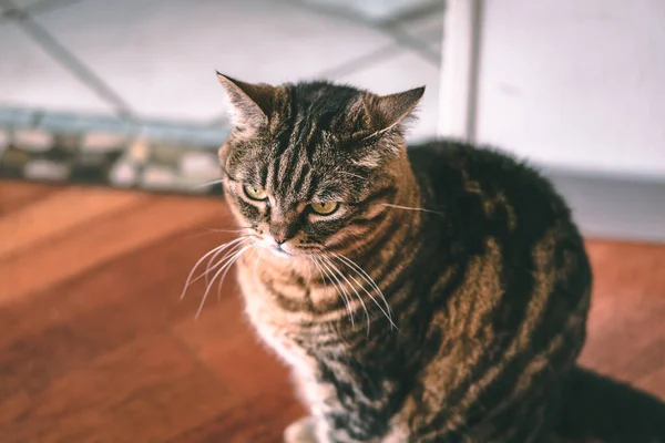 Evdeki Bulanık Arka Planda Yeşil Gözlü Huysuz Bir Kedi — Stok fotoğraf