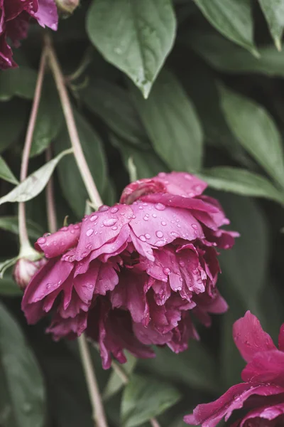 Close Vertical Rosa Peony Officinalis Crescendo Contra Plantas Verdes — Fotografia de Stock