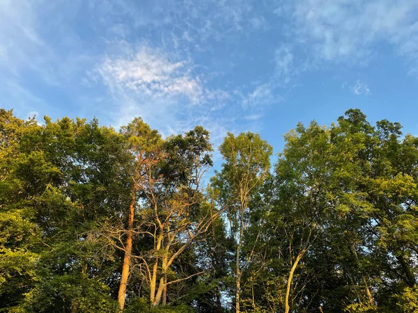在多云的天空下 在阳光灿烂的日子里 美丽的高大绿树的低角度视图 — 图库照片
