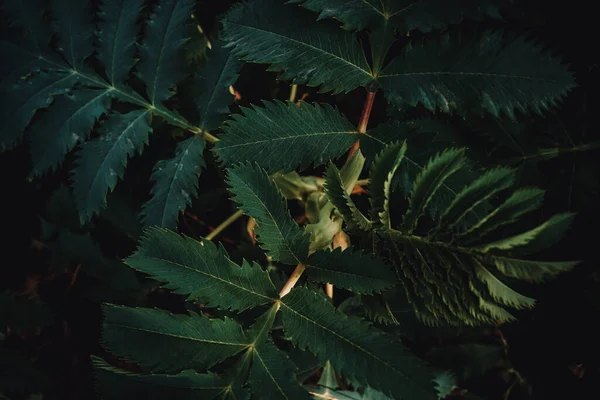 Closeup Folhas Verdes Escuras Uma Planta Que Cresce Livre — Fotografia de Stock