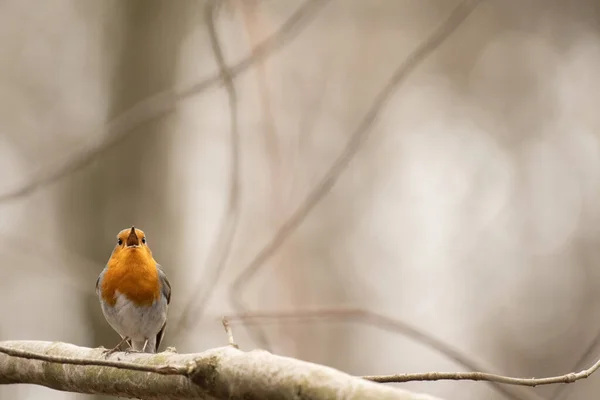 木の枝にはかわいいヨーロッパのロビンの鳥のクローズアップ — ストック写真