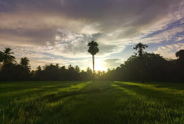 A beautiful sunrise over a paddy field in Sri Lanka