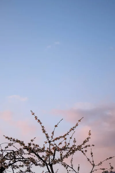 Schöne Farbige Fotografie Eines Frühlingsobjekts — Stockfoto