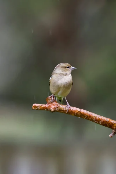 Female Chaffinch on branch in rain