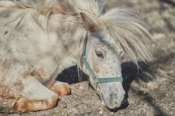 Primer Plano Caballo Pony Blanco Shetland Tendido Bajo Sol — Foto de Stock