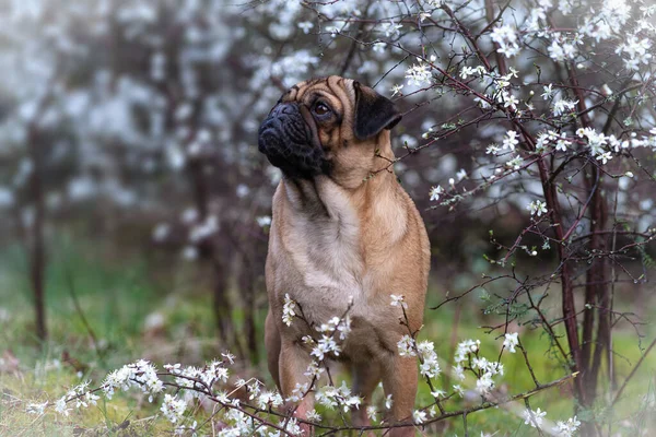 Ένα Χαριτωμένο Σκυλάκι Έναν Κήπο — Φωτογραφία Αρχείου