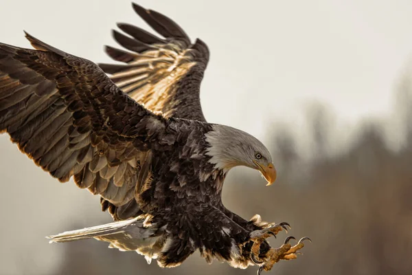 Närbild Eagle Vid Landning — Stockfoto